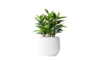 Contemporary Desk Greenery Plant Isolated on Transparent Background PNG.