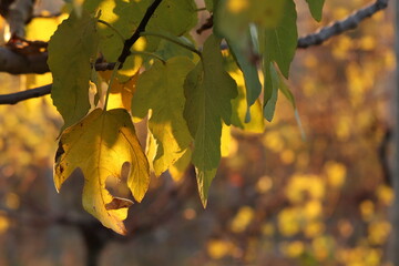 foglia di albero di fico in autunno al tramonto - obrazy, fototapety, plakaty