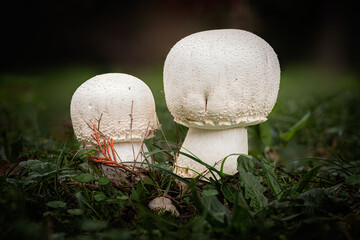 Two Horse mushrooms, a species of Agaricus, growing through the leaf mould of a forest floor in the...