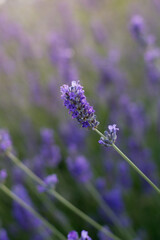 Flor de lavanda