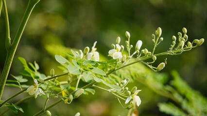 Beautiful white flowers of the medicinal herb moringa.