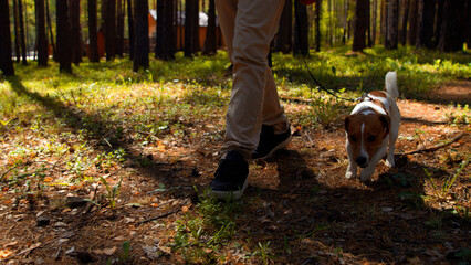 Happy active dog on a leash running on a forest path. Stock footage. Young man walking with a cute...