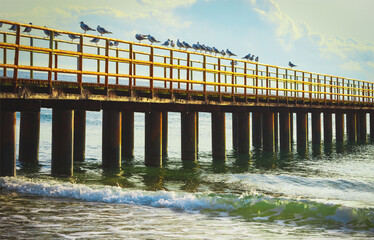 jetty pier with seagulls at golden hour