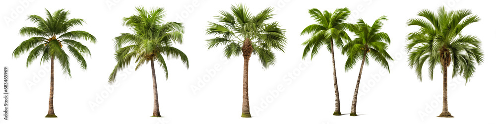 Wall mural a set of coconut palm images cut out on a transparent background. close-up of exotic trees in png fo
