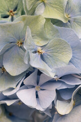 Fototapeta na wymiar Macro photograph of a blue hydrangea. Blue flowers for the background. Macro background.