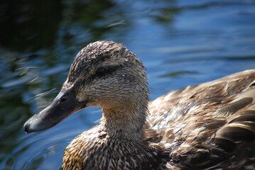 Duck