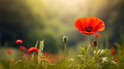 Fototapeta premium a field full of red flowers with the sun shining through the trees in the background and a green field with red flowers in the foreground.