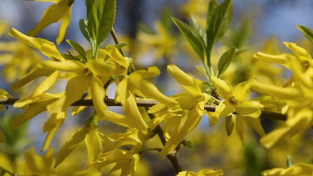 Blooming branches with yellow flowers swaying in the wind