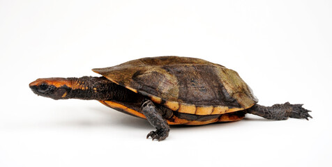 Rotkopf-Plattschildkröte // Twist-necked turtle, flat-headed turtle (Platemys platycephala)