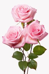 Three pink roses with green leaves arranged in a vase. Suitable for floral arrangements and home decor