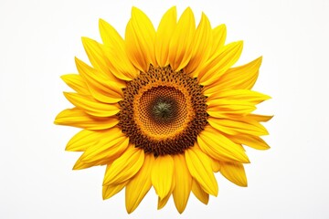 A beautiful yellow sunflower standing tall against a clean white background. Perfect for adding a pop of color and nature to any project or design