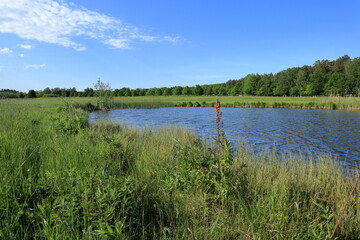 Water, grass and summer. One sunny day in June. Stockholm, Sweden, Scandinavia, Europe.