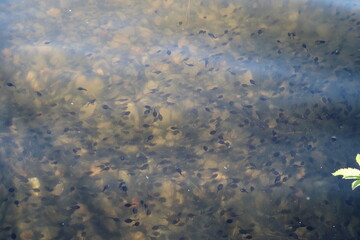 Several tadpole in the water. Soon to be frogs. Summer day.