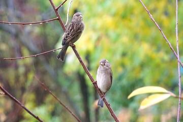 Dwa wróble siedzą w deszczu na gałęzi © Adam