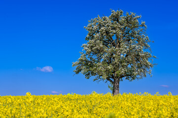 Apfelblüte Baum Rapsfeld