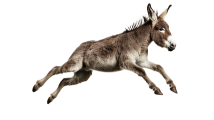 Side View Jumping Donkey. Isolated on Transparent background.