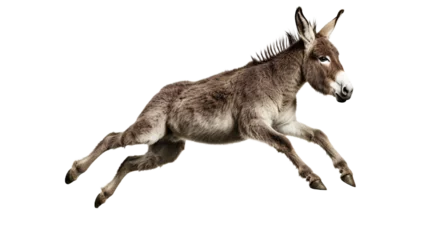 Fotobehang Side View Jumping Donkey. Isolated on Transparent background. ©  Mohammad Xte