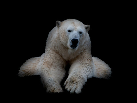 white polar bear