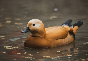 Duck in the water