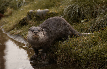 Otter on the river
