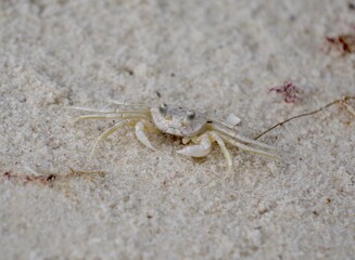 Sand Crab