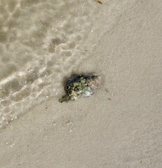 Shell in Shallow Water
