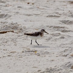 Bird on the Sandy Beach