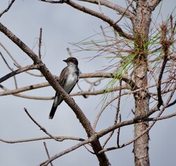 Eastern Kingbird in Pine