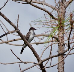 Eastern Kingbird Perched in Pine