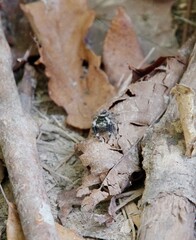 Jumping Spider On Fall Leaf