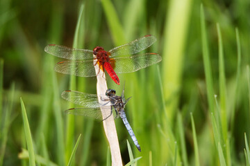 a Keeled Skimmer (Orthetrum coerulescens) and a Red-veined Darter (Sympetrum fonscolombii)