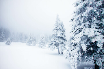 snowy fir trees in winter mountains