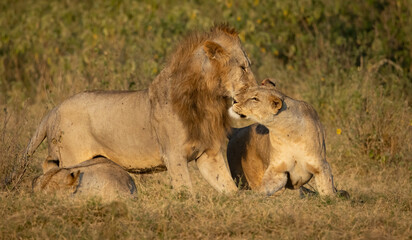 Lion in the Maasai Mara, Africa