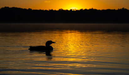 Common loon at sunrise in Maine 