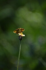 Polites vibex or the Whirlabout grass skipper resting on tridax daisy flower