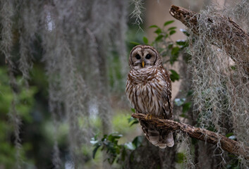 Obraz premium Barred owl in a mossy tree
