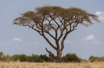 Giraffe in Amboseli National Park, Africa