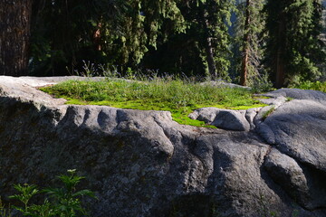 Natural grass on a huge stone of mountain valley with the background of tall trees representing beautiful nature and contrast of natural elements and bright colors.