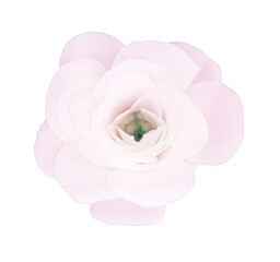 Pink in white pink and green colors. Isolated flower as a penetrating image of a sensation of fresh spring aroma