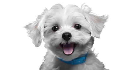 White Smile Poodle Maltipoo Maltese puppy. Isolated on Transparent background.