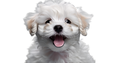White Smile Poodle Maltipoo Maltese puppy. Isolated on Transparent background.