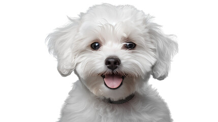 White Smile Poodle Maltipoo Maltese puppy. Isolated on Transparent background.
