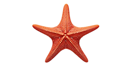 Starfish. Isolated on Transparent background.