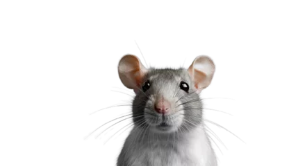 Poster Rat face. Isolated on Transparent background. ©  Mohammad Xte