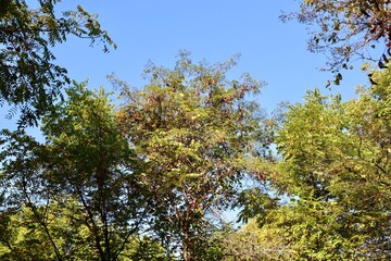 The view of the tall trees and the blue sky background.