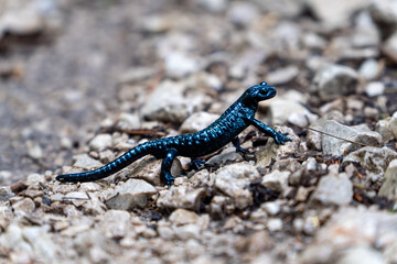 Black alpine salamander