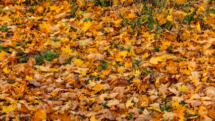The transience of colorful leaves in autumn