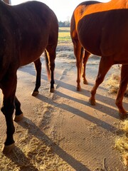 The legs and hooves of two brown horses standing on a stall mat in an open-front shed eating hay.  - obrazy, fototapety, plakaty