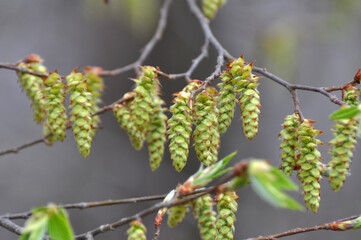 Flowers on a hornbeam branch