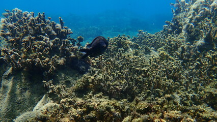 Damselfish or Mediterranean chromis (Chromis chromis) undersea, Aegean Sea, Greece, Halkidiki
